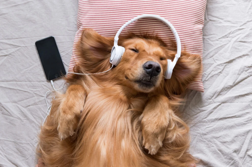 Será que os animais gostam de música?
